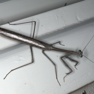 Archimantis latistyla at Ainslie, ACT - 18 Dec 2019 09:27 PM