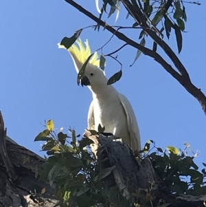 Cacatua galerita at Deakin, ACT - 28 Apr 2020