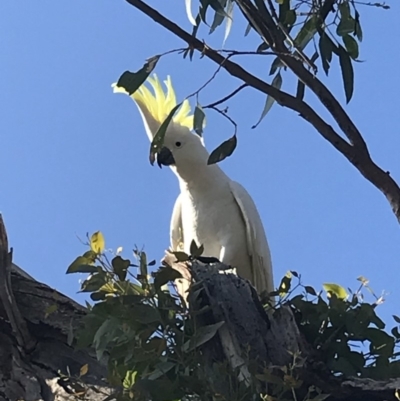 Cacatua galerita (Sulphur-crested Cockatoo) at Deakin, ACT - 27 Apr 2020 by TexanReptilian