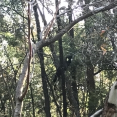 Zanda funerea at Deakin, ACT - 28 Apr 2020