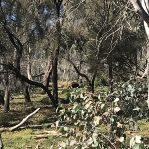 Osphranter robustus robustus at Red Hill, ACT - 28 Apr 2020