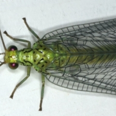 Calochrysa extranea at Ainslie, ACT - 18 Dec 2019 10:25 PM