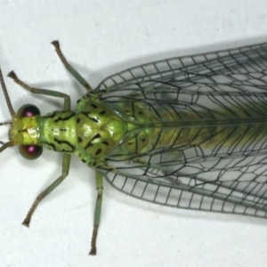 Calochrysa extranea at Ainslie, ACT - 18 Dec 2019 10:25 PM