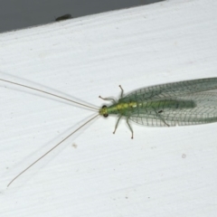 Apertochrysa edwardsi (A Green Lacewing) at Ainslie, ACT - 18 Dec 2019 by jb2602