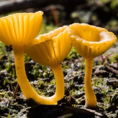 Lichenomphalia chromacea (Yellow Navel) at Forde, ACT - 27 Apr 2020 by dannymccreadie