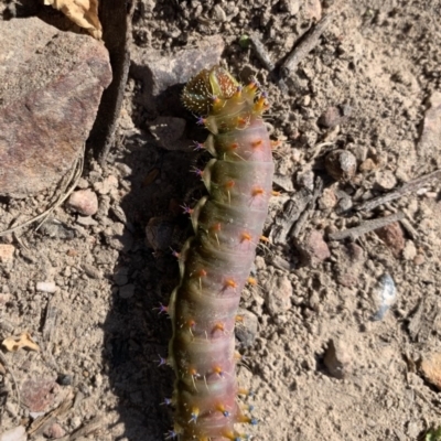 Opodiphthera eucalypti (Emperor Gum Moth) at Black Range, NSW - 28 Apr 2020 by Steph H