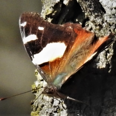 Vanessa itea (Yellow Admiral) at Symonston, ACT - 28 Apr 2020 by JohnBundock