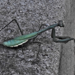 Pseudomantis albofimbriata at Wanniassa, ACT - 28 Apr 2020