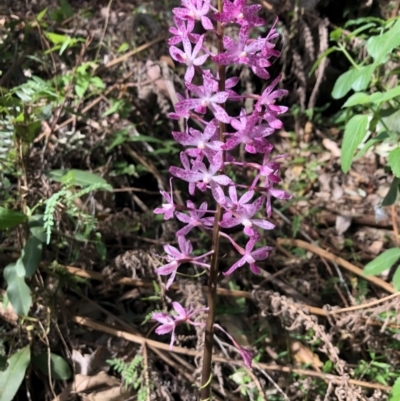 Dipodium punctatum (Blotched Hyacinth Orchid) at Wattamolla, NSW - 27 Apr 2020 by WattaWanderer