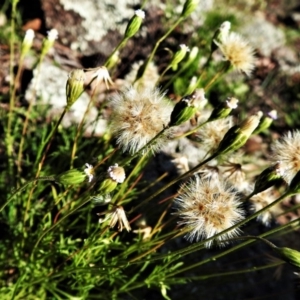 Vittadinia muelleri at Symonston, ACT - 28 Apr 2020