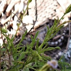 Vittadinia muelleri at Symonston, ACT - 28 Apr 2020