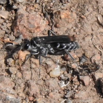 Turneromyia sp. (genus) (Zebra spider wasp) at Symonston, ACT - 28 Apr 2020 by JohnBundock