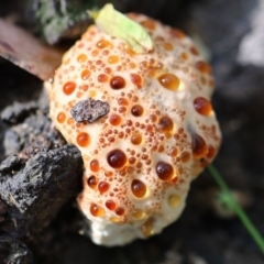 Unidentified Fungus at Quaama, NSW - 29 Apr 2020 by FionaG