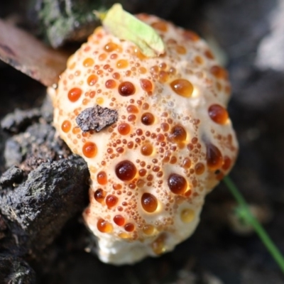 Unverified Fungus at Quaama, NSW - 29 Apr 2020 by FionaG