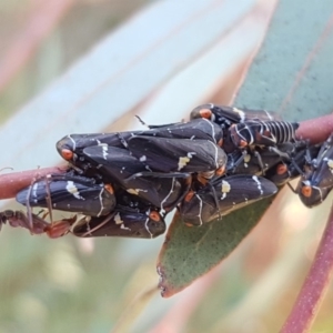 Eurymeloides punctata at Fraser, ACT - 28 Apr 2020