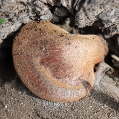 Unverified Fungus at Quaama, NSW - 28 Apr 2020 by FionaG
