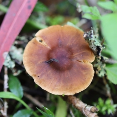 Unidentified Fungus at Quaama, NSW - 28 Apr 2020 by FionaG