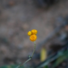 Chrysocephalum apiculatum (Common Everlasting) at Deakin, ACT - 28 Apr 2020 by LisaH