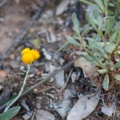 Chrysocephalum apiculatum at Deakin, ACT - 28 Apr 2020