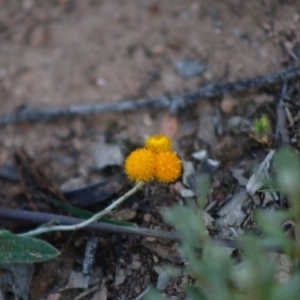 Chrysocephalum apiculatum at Deakin, ACT - 28 Apr 2020