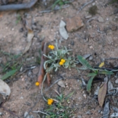 Chrysocephalum apiculatum at Deakin, ACT - 28 Apr 2020