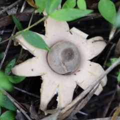 Unidentified Fungus at Quaama, NSW - 28 Apr 2020 by FionaG
