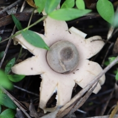 Geastrum sp. (genus) (An earthstar) at Quaama, NSW - 28 Apr 2020 by FionaG