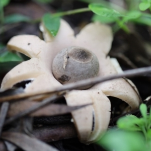 Geastrum sp. (genus) at Quaama, NSW - 28 Apr 2020 01:36 PM