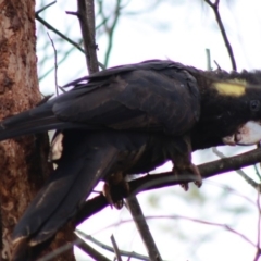 Zanda funerea (Yellow-tailed Black-Cockatoo) at Deakin, ACT - 27 Apr 2020 by LisaH