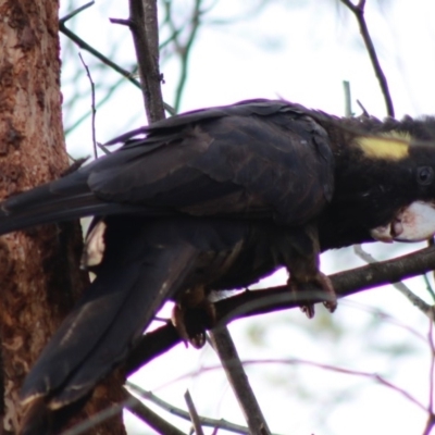 Zanda funerea (Yellow-tailed Black-Cockatoo) at Deakin, ACT - 27 Apr 2020 by LisaH