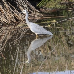 Egretta novaehollandiae (White-faced Heron) at Bruce Ponds - 27 Apr 2020 by Alison Milton