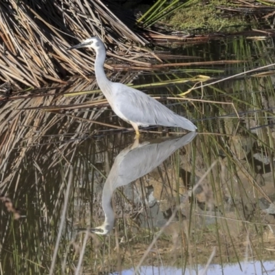Egretta novaehollandiae (White-faced Heron) at Bruce, ACT - 28 Apr 2020 by AlisonMilton