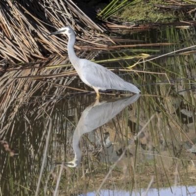 Egretta novaehollandiae (White-faced Heron) at Bruce, ACT - 27 Apr 2020 by Alison Milton