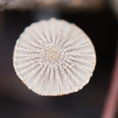 Unidentified Fungus at Murrah, NSW - 28 Apr 2020 by FionaG