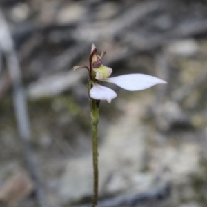 Eriochilus cucullatus at O'Connor, ACT - 28 Apr 2020