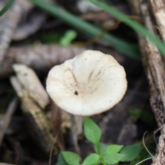 Unidentified Fungus at Quaama, NSW - 28 Apr 2020 by FionaG