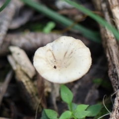 Unverified Fungus at Quaama, NSW - 28 Apr 2020 by FionaG