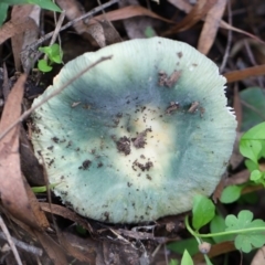 Unidentified Fungus at Murrah, NSW - 28 Apr 2020 by FionaG