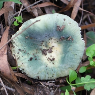 Unidentified Fungus at Murrah, NSW - 28 Apr 2020 by FionaG