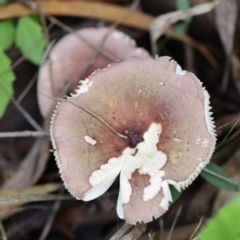 Unidentified Fungus at Murrah, NSW - 28 Apr 2020 by FionaG