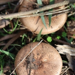 Unidentified Fungus at Murrah, NSW - 28 Apr 2020 by FionaG