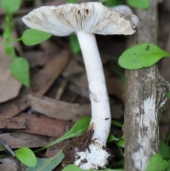 Unverified Fungus at Murrah, NSW - 28 Apr 2020 by FionaG