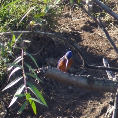 Ceyx azureus (Azure Kingfisher) at Bega, NSW - 27 Apr 2020 by MatthewHiggins