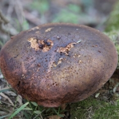 Unverified Fungus at Quaama, NSW - 28 Apr 2020 by FionaG