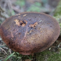 Unidentified Fungus at Quaama, NSW - 28 Apr 2020 by FionaG