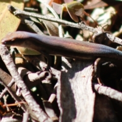 Lampropholis guichenoti (Common Garden Skink) at Mongarlowe, NSW - 27 Apr 2020 by LisaH