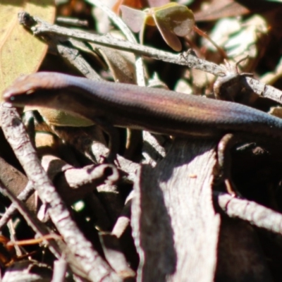 Lampropholis guichenoti (Common Garden Skink) at Mongarlowe, NSW - 27 Apr 2020 by LisaH