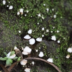 Unidentified Fungus at Quaama, NSW - 28 Apr 2020 by FionaG