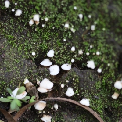 Unidentified Fungus at Quaama, NSW - 28 Apr 2020 by FionaG