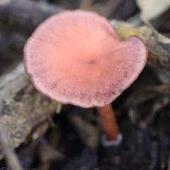 Tubaria rufofulva (Burgundy Wood Tubaria) at Quaama, NSW - 28 Apr 2020 by FionaG